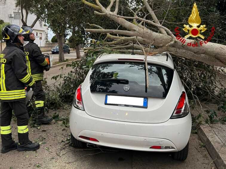 Surbo, albero abbattuto dal vento finisce su un’auto. Nessun ferito
