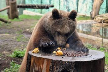 Anche al Bioparco di Roma freddo intenso, si intensificano le cure per gli animali
