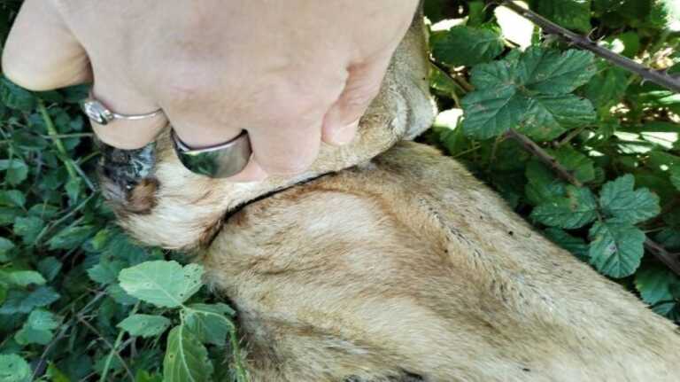 Cane strangolato col fil di ferro a Santa Cesarea Terme, Aidaa: «Taglia di 10mila euro sul responsabile»