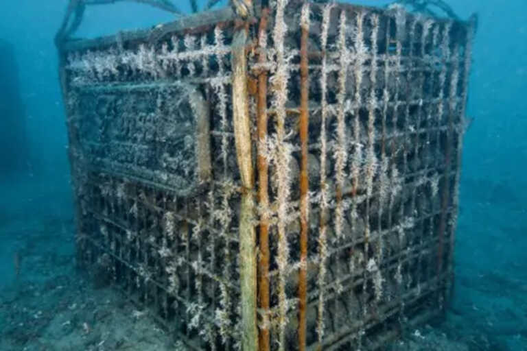 Porto Cesareo, ecco le cantine sottomarine: il vino sarà affinato nelle acque dell’Area marina protetta