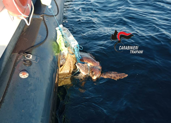 Galleria foto 'Carabinieri Favignana salvano una tartaruga Caretta' - foto 1