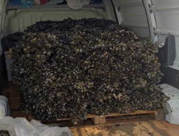 Trasportavano più di 1,5 tonnellate di cozze in cattivo stato di conservazione nel furgone: denunciati