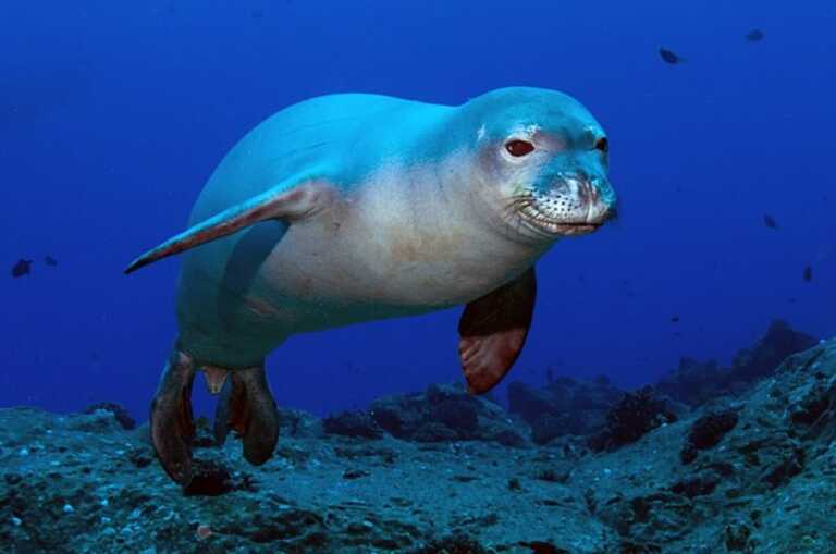 C’è la foca monaca nel Golfo di Taranto e in Salento: la scoperta grazie all’analisi del dna