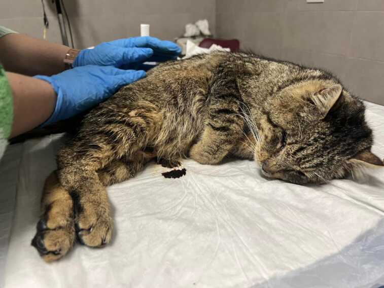 Orrore a Bitonto: spari contro un gatto. Un proiettile nella spina dorsale