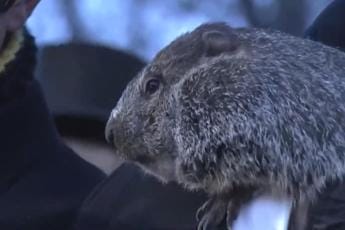 Galleria foto 'Giorno della marmotta, Phil ‘predice’ altre 6 settimane di inverno – Video' - foto 1