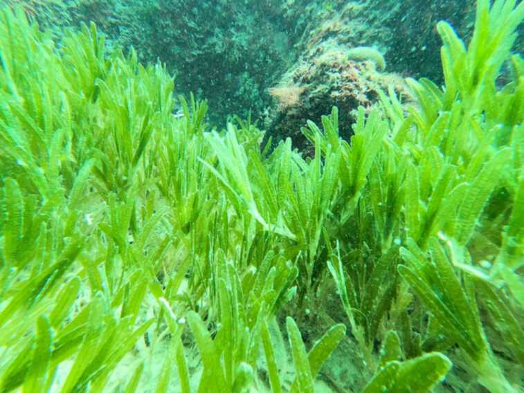 Praterie di Halophila stipulacea lungo le coste del Salento: la “pianta aliena” arriva dal Canale di Suez