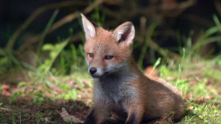 Galleria foto 'Animali selvatici, i limiti da rispettare' - foto 1