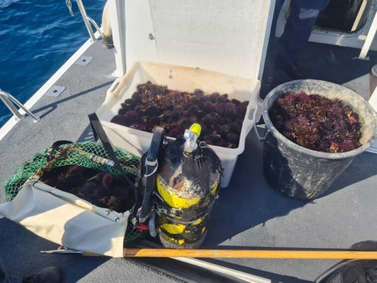 Sorpresi con 2.500 ricci di mare su una barca: in due multati e denunciati a Taranto