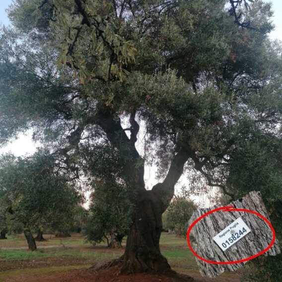 Il Tar sospende l’abbattimento di un ulivo monumentale affetto da xylella a Monopoli