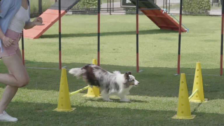 Un convegno sullo status di cane-atleta e la tutela del suo benessere