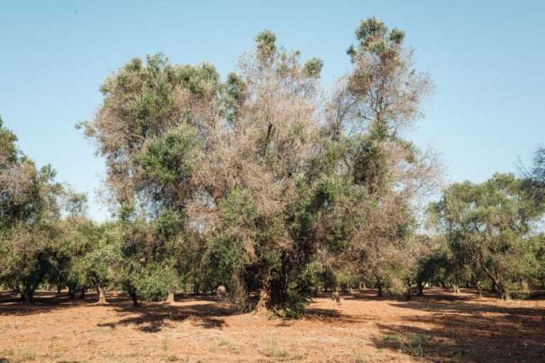 Castellana, danneggiate le auto di operai Arif che sradicavano ulivi colpiti da Xylella