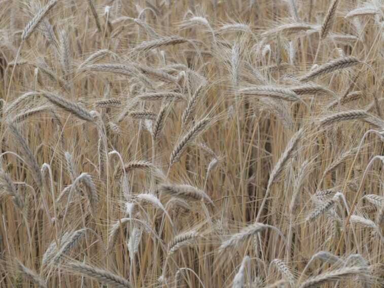 Distretti agro-alimentari, export +14,1% nei primi 9 mesi del 2022