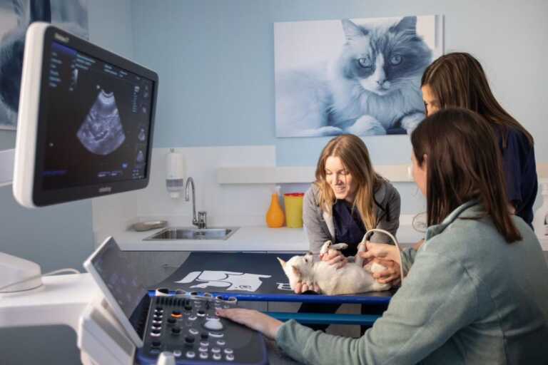 Galleria foto 'Cure veterinarie, AniCura inaugura una nuova sede a Bergamo' - foto 1