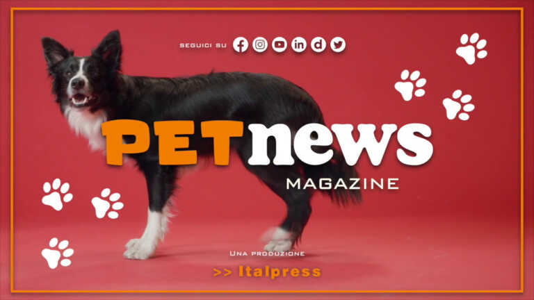 Galleria foto 'PetNews Magazine – 7/3/2023' - foto 1