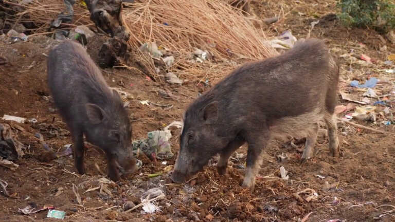 Galleria foto 'Cinghiali, danni all’agricoltura per 120 milioni' - foto 1