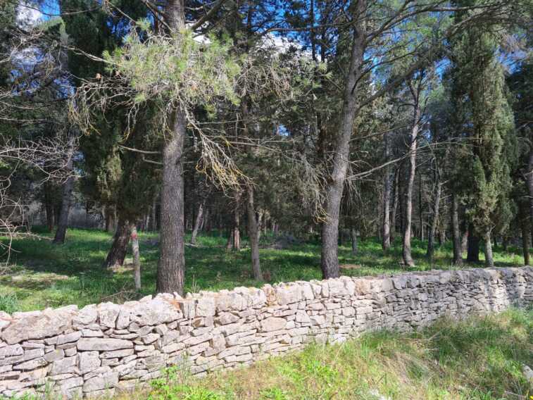 Galleria foto 'Via ai lavori per la messa in sicurezza del bosco di Castel del Monte: «Risposta concreta contro gli incendi»' - foto 1