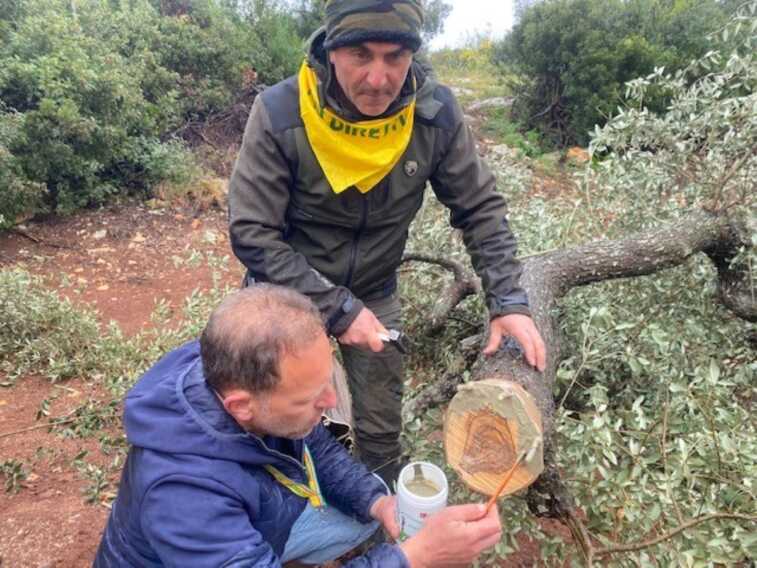 Xylella, maxi operazione di innesto per salvare 100 ulivi monumentali attaccati dal batterio killer