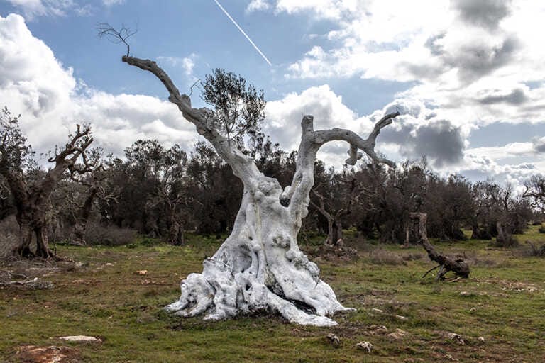 Giornate Fai di primavera, in Puglia visite guidate in 47 siti nel weekend – FOTO Giornate Fai di primavera, in Puglia visite guidate in 47 siti nel weekend – FOTO