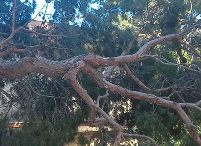 Galleria foto 'Lecce, il vento abbatte un pino nella Villa comunale: i giardini erano chiusi per l’allerta meteo' - foto 1
