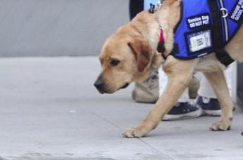 Galleria foto 'Bologna, ragazza cieca sfrattata per cane-guida riceve offerte casa' - foto 1