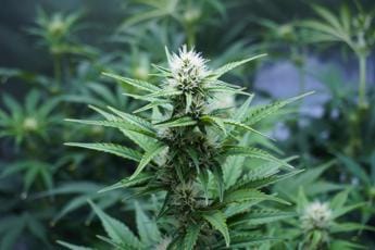 Galleria foto 'Cannabis e cuore, l’allarme: con uso quotidiano +34% rischio coronarie' - foto 1