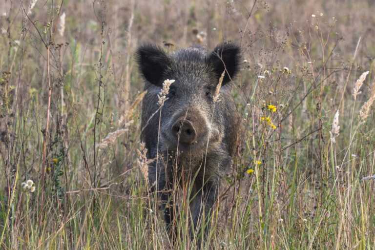 Galleria foto 'Trichinella, cresce l’allarme nel Foggiano: nuove segnalazioni alla Asl. Controlli in ristoranti e agriturismi' - foto 1