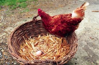 Galleria foto 'Egitto, zampe di gallina contro fame: bufera su consigli governo' - foto 1