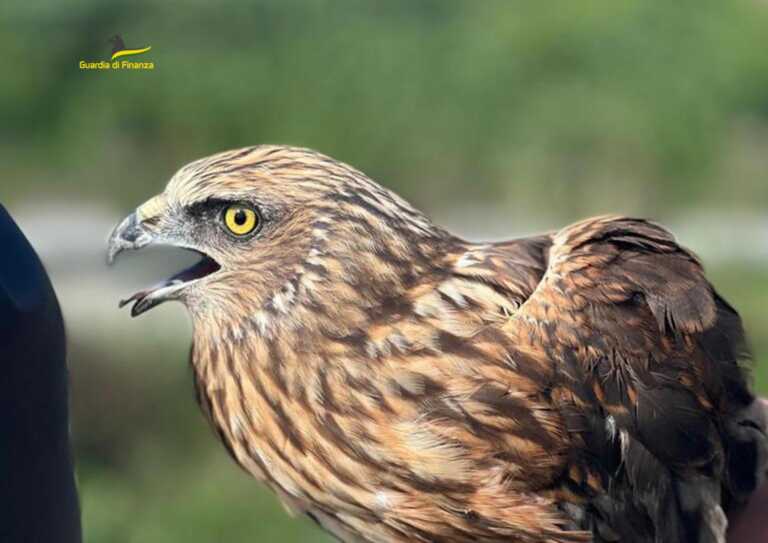 A bordo strada con un’ala spezzata: raro esemplare di falco delle paludi salvato dai finanzieri