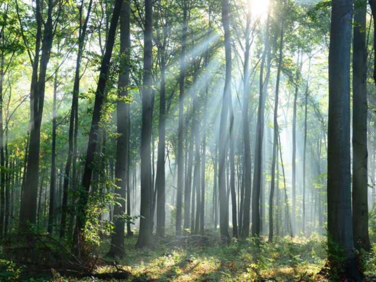 Via libera alla legge regionale per la tutela delle foreste, Pentassuglia: «Fondamentale per l’economia pugliese»