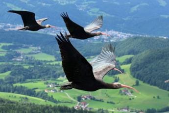 Galleria foto 'Giornata mondiale fauna selvatica, salvati oltre 4.000 animali da Zoo e Acquari d’Italia' - foto 1