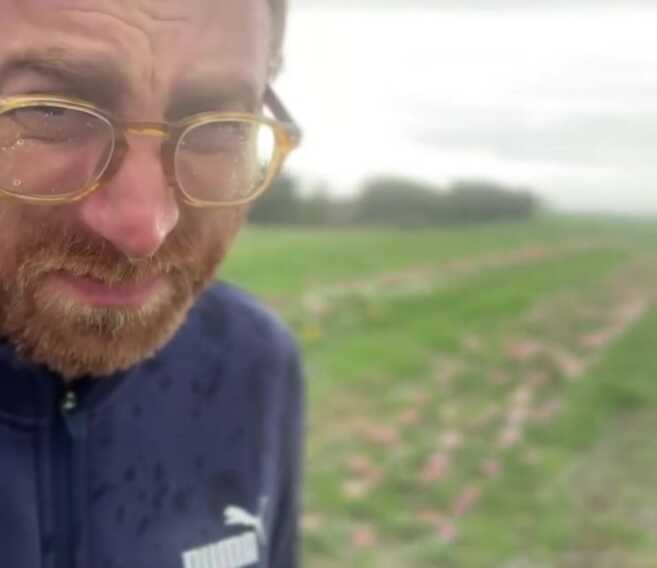 Una violenta grandinata distrugge un campo di tulipani nel Foggiano: la disperazione dell’imprenditore agricolo – VIDEO
