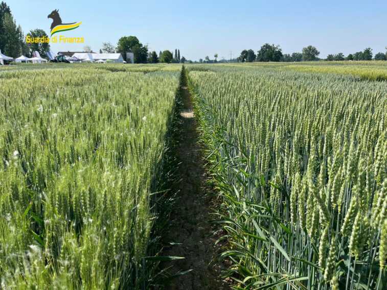 Galleria foto 'Pirateria agroalimentare: sequestrate 382 tonnellate di cereali. Due imprenditori denunciati in Puglia – VIDEO' - foto 1