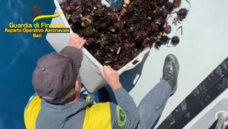 Sequestrati 6mila ricci di mare pescati illegalmente in Puglia: denunciato il titolare di una pescheria – VIDEO