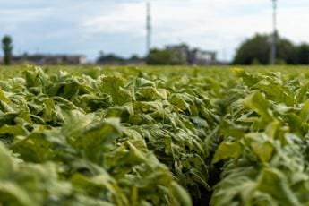 Galleria foto 'Hannappel (Philip Morris): ‘Quarto rinnovo accordi con Masaf per acquisto tabacco italiano’' - foto 1