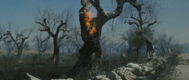 Al cinema “Il tempo dei giganti”: un viaggio nella Puglia colpita dalla Xylella – FOTO e VIDEO