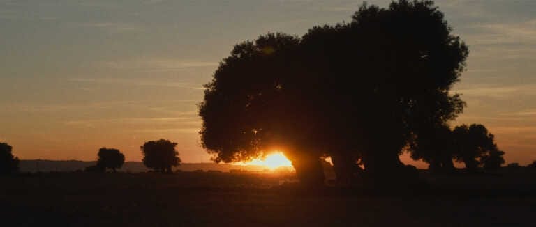 Galleria foto 'Al cinema “Il tempo dei giganti”: un viaggio nella Puglia colpita dalla Xylella – FOTO e VIDEO' - foto 3