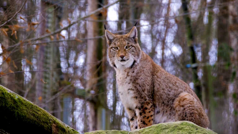 Galleria foto 'Al via un progetto per salvare la lince' - foto 1