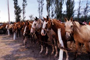 Galleria foto 'L’Ue vuole vietare di macellare i cavalli' - foto 1