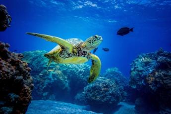 Galleria foto 'Oceani, Onu raggiunge accordo su protezione Alto mare' - foto 1