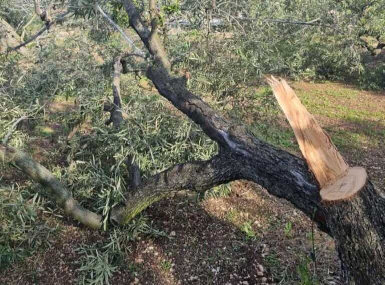 Furti e sabotaggi alle colture nel Barese, la denuncia della Cia Puglia: «Più sicurezza nelle campagne» – FOTO