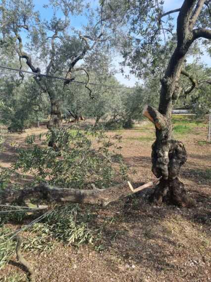 Galleria foto 'Furti e sabotaggi alle colture nel Barese, la denuncia della Cia Puglia: «Più sicurezza nelle campagne» – FOTO' - foto 6