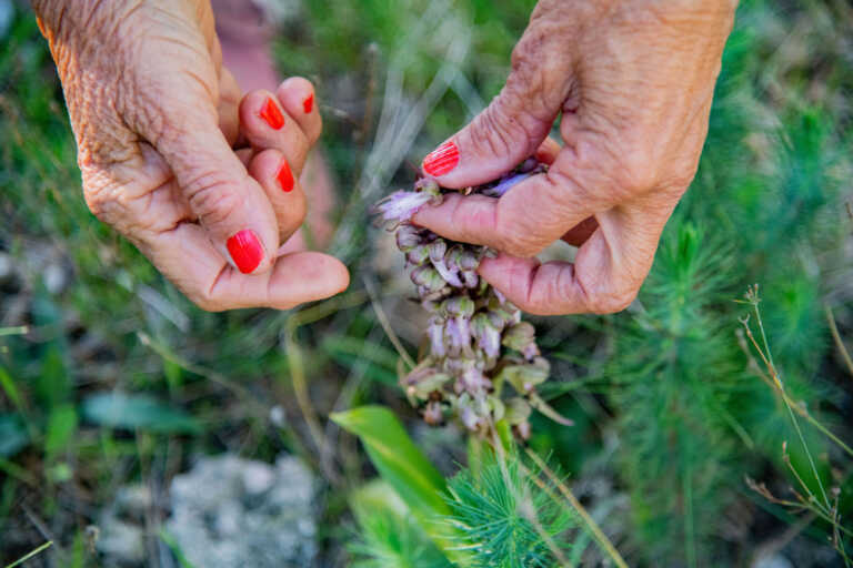 Mattinata è un giardino botanico: ad aprile arriva il festival delle orchidee