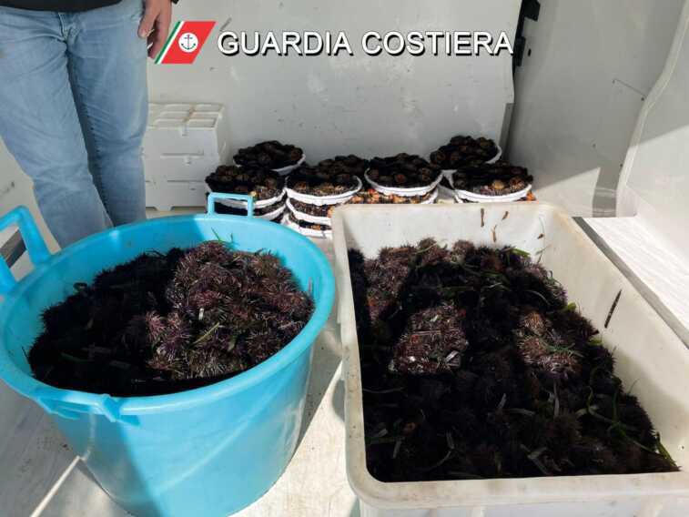 Bari, sequestrati 5mila ricci di mare. Multato l’uomo alla guida del furgone che li trasportava