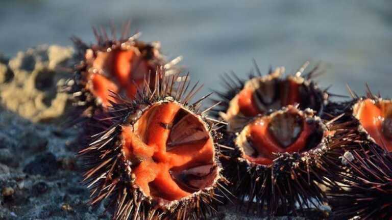 Fermo pesca dei ricci, la Regione Puglia stanzia ristori per i pescatori e avvia il ripopolamento