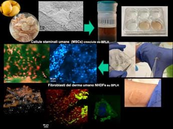 Galleria foto 'Ricerca, in arrivo dal lupino nuovi biomateriali per biomedicina e food' - foto 1