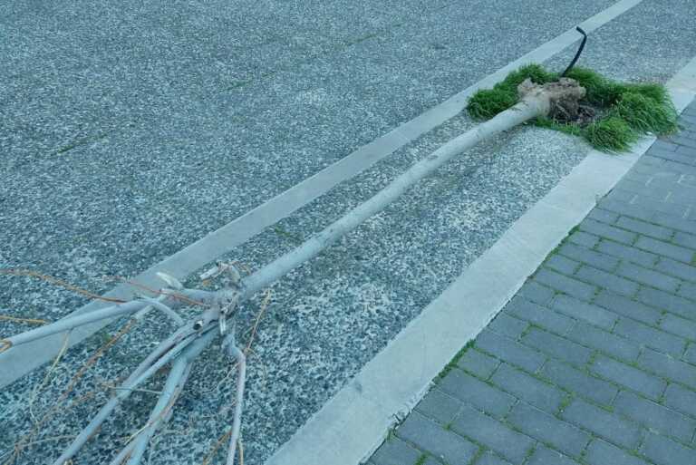 Bari, alberi a terra e pali pericolanti a San Girolamo: «Il waterfront? Abbandonato»