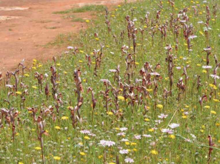 Scoperta una nuova specie di orchidea nel Parco di Porto Selvaggio, in Salento: è la Serapide neretina