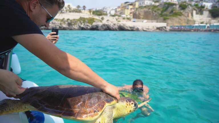 Torre Guaceto: “Adozioni selvagge” per aiutare i due centri di recupero della riserva