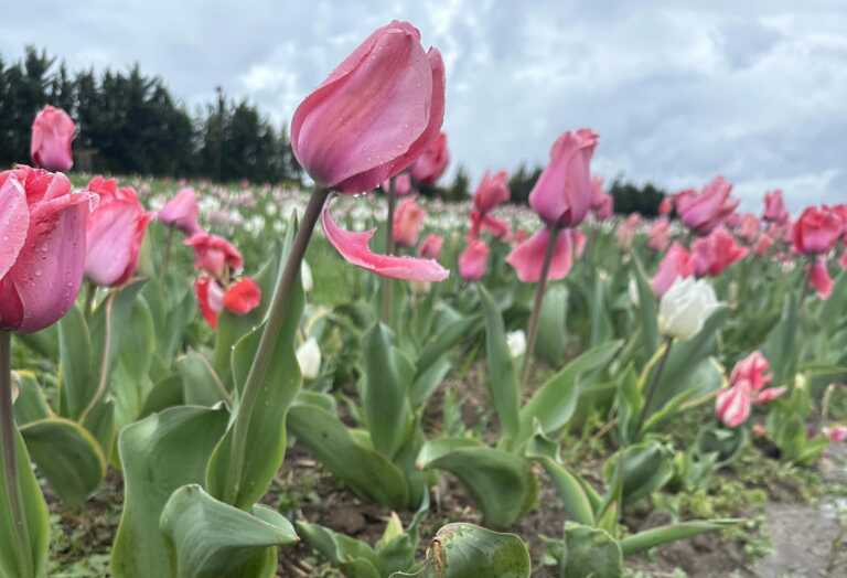 Dopo la grandine sboccia la speranza: raccolti oltre 28mila euro in poche ore per i Tulipani di Puglia