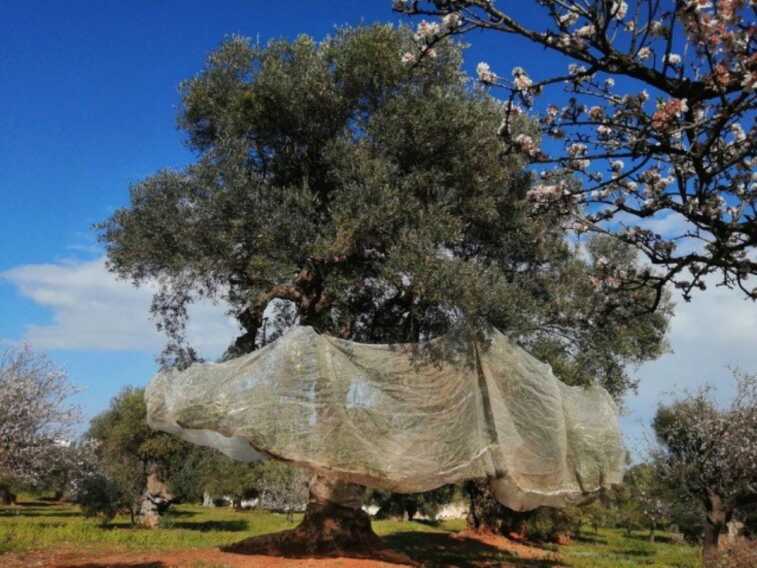 Dieci anni con la Xylella: per la lotta al batterio pronto un finanziamento da 35 milioni